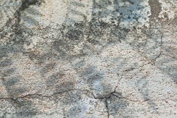 tree branches shadow on old cement wall background