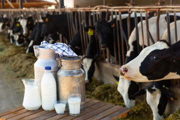 Fototapeta na wymiar Milk in different containers on table, cows standing in stall and eating at livestock breeding farm
