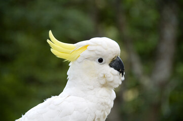 Sulphur Crested Cockatoo Bird