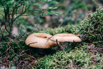 Red russula mushroom in the forest - obrazy, fototapety, plakaty