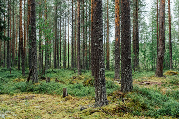 Beautifull сoniferous forest trees. Nature wood backgrounds