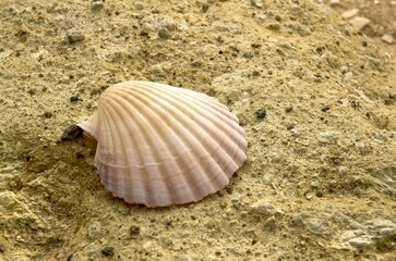 Shells on the Beach in New Zealand