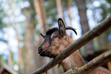A horned goat looks out through a wooden fence. The animal begs for food from visitors. Rural...
