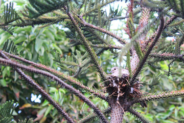 Ave sobre su nido en un arbolito espinosito