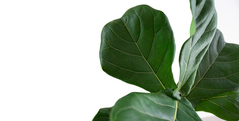 fiddle leaf fig tree on white background.