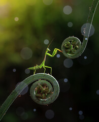 grasshopper on fern leaf