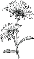 Black and white hand drawn sketch of a flower