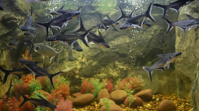 Beautiful fish in the aquarium on decoration of aquatic plants background. A colorful fish in fish tank. Group of fishes swim in aquarium.
