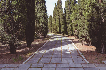 A beautiful alley in the park of cypress and thujas and a footpath made of paving slabs