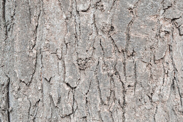 Abstract background with tree bark texture.