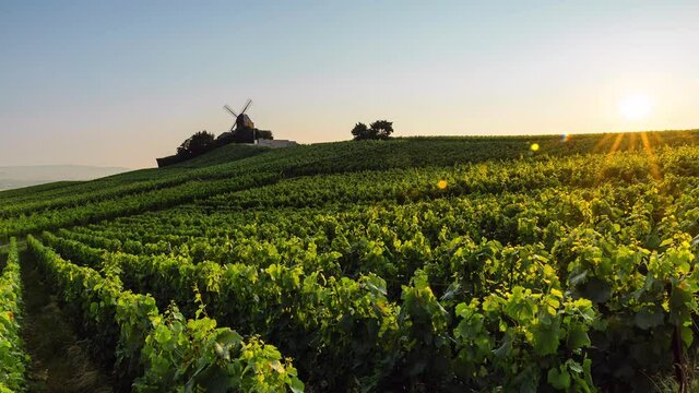 Sunrise Time Lapse of vineyard in Champagne region, Ardennes, France