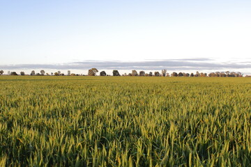 Green wheat growing in paddock under blue sky