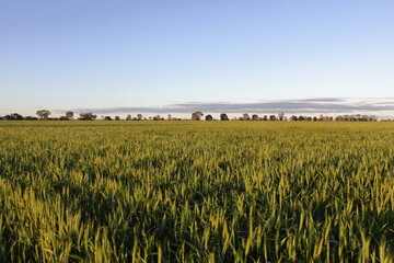 Green wheat growing in paddock under blue sky