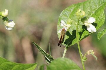 Green Bean blooms with a moth Pollinating them in Hutchinson Kansas USA.