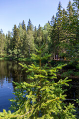 Fototapeta na wymiar Young spruce on the background of the Tohmajoki River in the Republic of Karelia in Russia