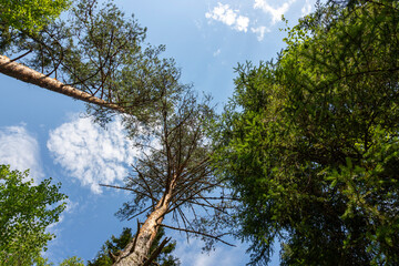 Tall Karelian spruce trees in the forest on the Tohmajoki River