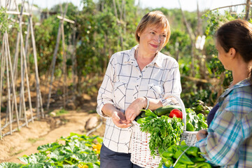 Mature mother and adult daughter harvest in garden beds. High quality photo