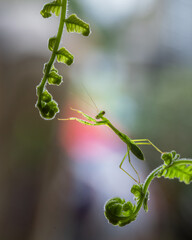 grasshopper on fern leaf