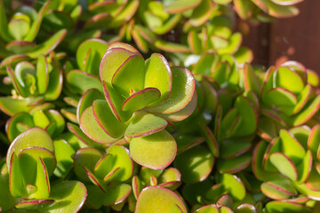 jade plant close up with sunlight.crassula ovata