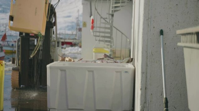 Catch of the day tipped into plastic container at harbour with forklift, cod fishing