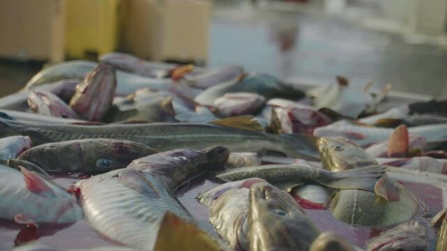 Cod in blood-soaked water ready for seafood market, shallow focus