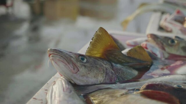 Atlantic cod in containers at harbour ready for seafood industry, grisly scene
