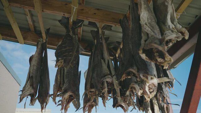 Salt cod hanging outside to dry out - traditional preservation method
