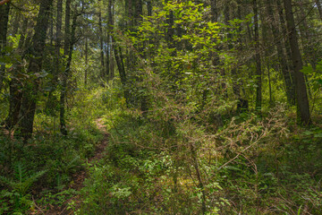 Small trail in the middle of a forest, whit natural light in the natural reserve of El Cedral, Hidalgo, Mexico