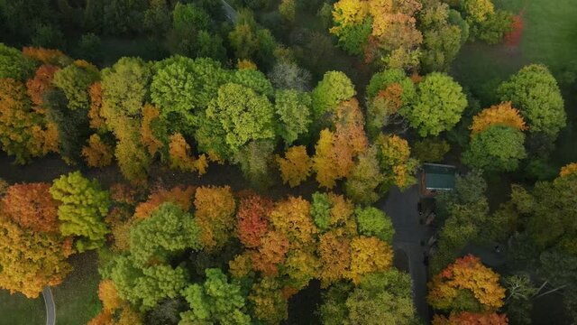 Flight over the autumn park. Trees with yellow autumn leaves are visible. Aerial photography.