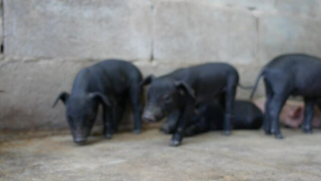 Close up piglets in farm.