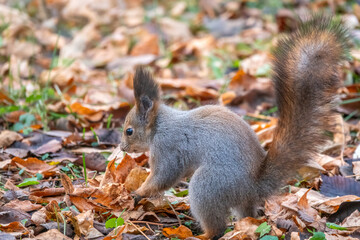 Squirrel in autumn hides nuts on the green grass with fallen yellow leaves