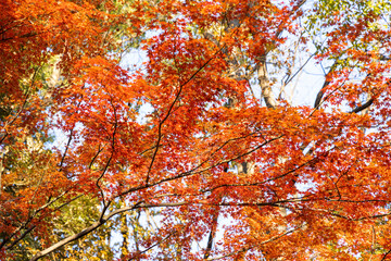 六義園のモミジの紅葉