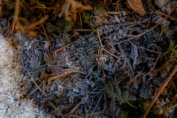 Dried, frosty leaves lie on the ground.
