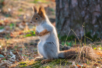 Autumn Squirrel standing on its hind legs on on green grass with fallen yellow leaves