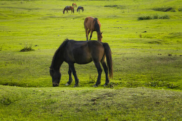 Horses in the lush green countryside field