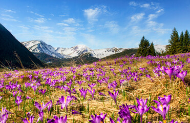 Fototapeta premium Beautiful spring landscape of mountains with crocus flowers - Tatry mountains - Chocholowska Valley