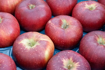 複数のりんごを並べたアップ　（品種　秋映）