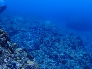 Naklejka na ściany i meble 恩納村海底のサンゴ（沖縄） 