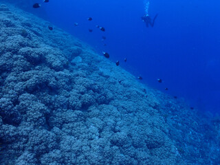 Fototapeta premium 神秘的な海底・慶良間ブルー／慶良間諸島（沖縄）