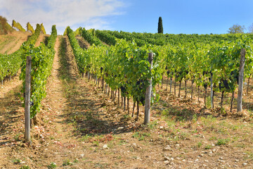 Fototapeta na wymiar vineyard growing on a hill in Tuscany, Italy