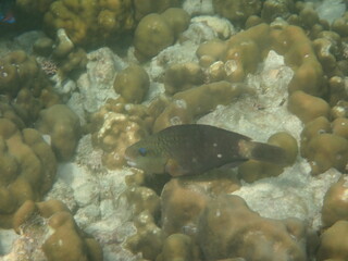タイ　リペ島の魚