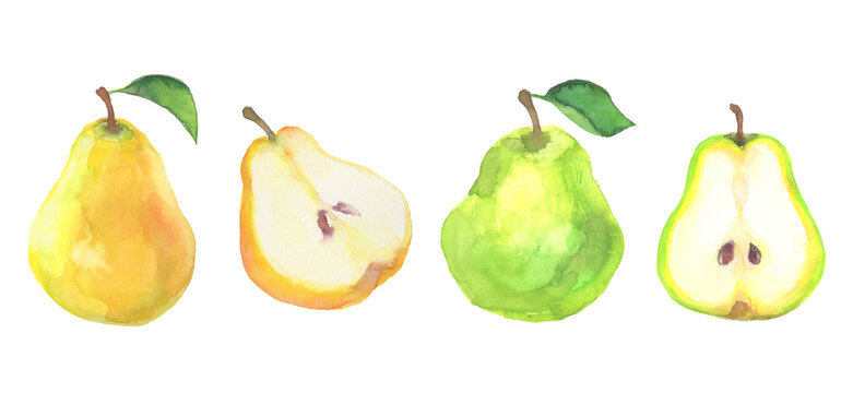 水彩で描いた洋梨のイラスト