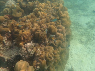 タイ　リペ島の魚