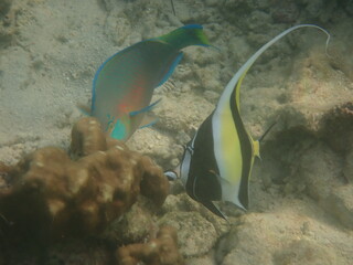 タイ　リペ島の魚