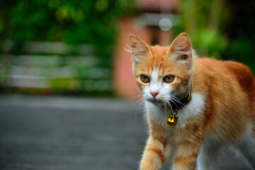 Orange cat with long fur. This cat is the result of a cross between a domestic cat and an angora cat