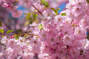 Lush blooming pink sakura blossoms. Spring Background image