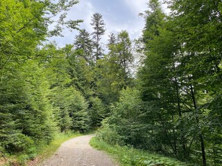 Hiking and recreational trails along Omladinsko Lake or bicycle paths around Lokvarsko Lake, Lokve - Croatia (Pješačko-biciklističke staze oko Omladinskog ili Lokvarskog jezera, Lokve - Gorski kotar)