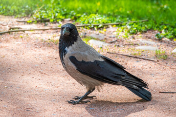 Black crow walks on green lawn. Raven on grass. Wild bird on meadow.