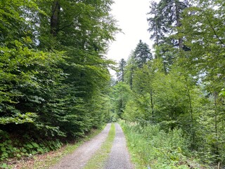 Hiking and recreational trails along Omladinsko Lake or bicycle paths around Lokvarsko Lake, Lokve - Croatia (Pješačko-biciklističke staze oko Omladinskog ili Lokvarskog jezera, Lokve - Hrvatska)