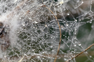 Abstract background of spider web and tree branches with little drops of water